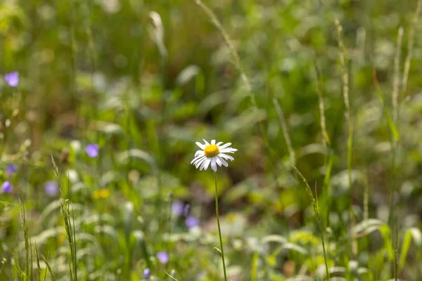 Gros Plan Une Marguerite Commune Poussant Dans Jardin Par Une — Photo