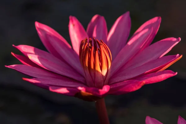 Purple Lotus Flower Delicate Petals Dark Background — Stock Photo, Image