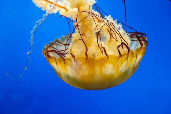 Primer Plano Una Medusa Bajo Agua —  Fotos de Stock