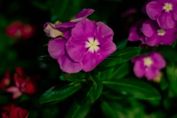 Närbild Bild Bild Vackra Rosa Catharanthus Blommor — Stockfoto