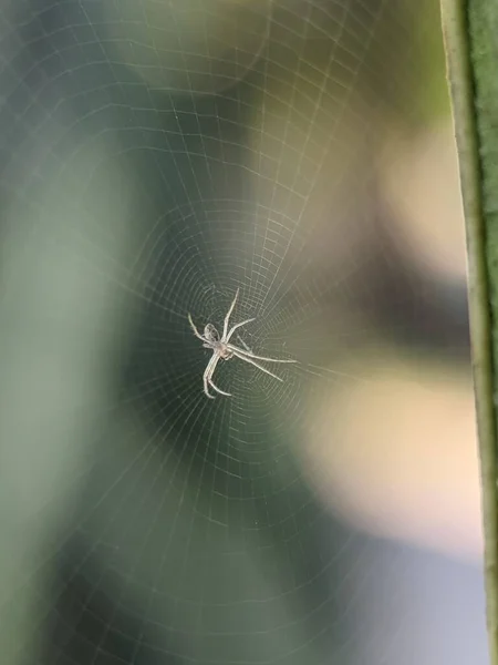 Tiro Vertical Uma Aranha Tecelã Sua Teia — Fotografia de Stock