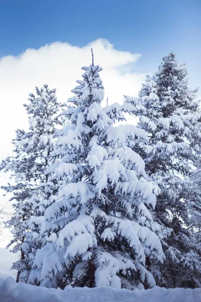 一张被雪覆盖的云杉的垂直照片 — 图库照片
