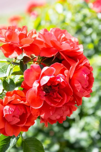 Вертикальный Снимок Красных Роз Растущих Саду — стоковое фото