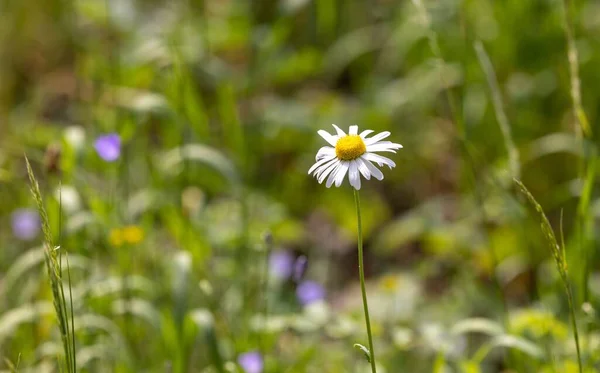在阳光灿烂的日子里在花园里生长的一朵普通雏菊的特写 — 图库照片