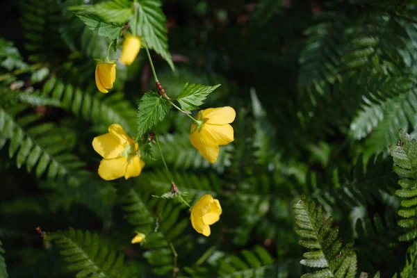 Tiro Close Pequenas Flores Amarelas Arbusto — Fotografia de Stock