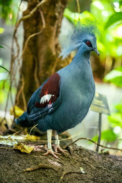 Disparo Vertical Una Paloma Coronada Occidental Azul Parque — Foto de Stock