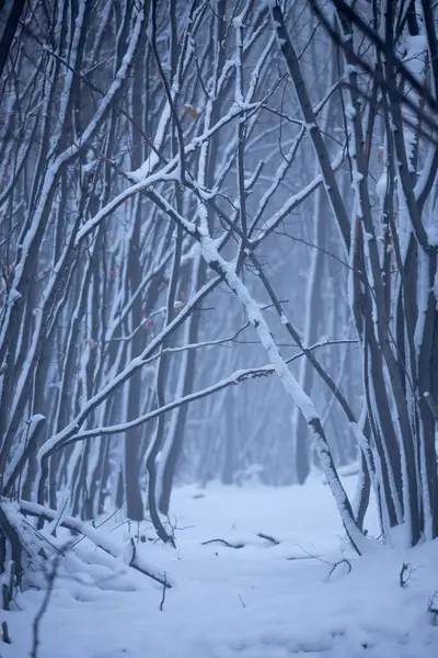 Sendero Medio Bosque Cubierto Nieve Durante Invierno —  Fotos de Stock
