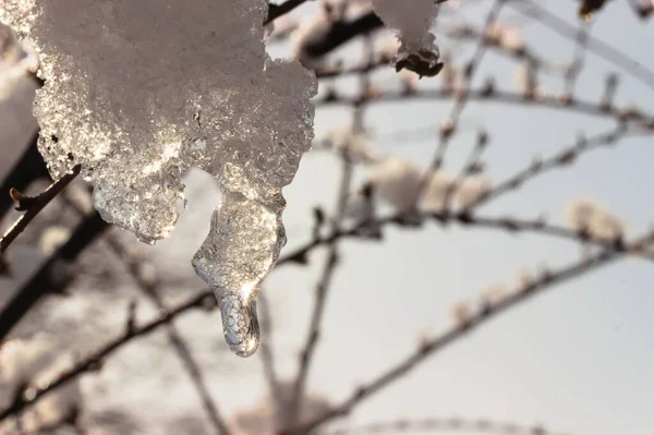 Крупним Планом Крижаний Сніг Звисає Гілок Дерева Взимку — стокове фото