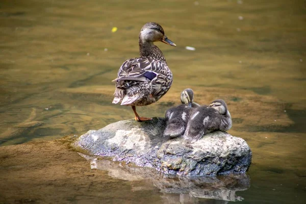 Brown Mallard Duck Ducklings Perched Rock Dirty Lake — Stock Photo, Image