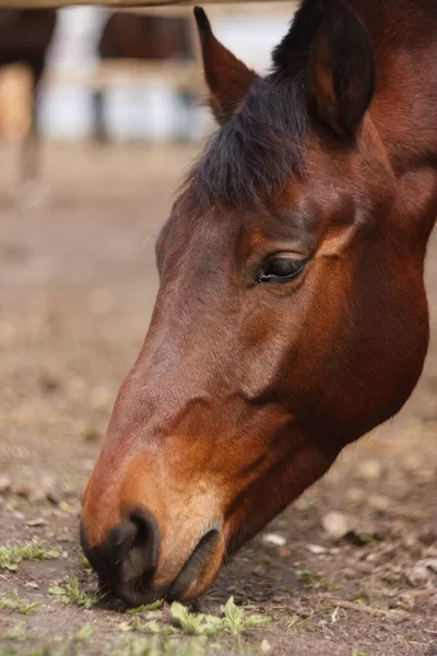 A vertical closeup shot of a brown horse eating dry grass