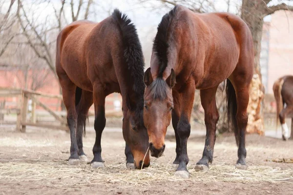 Ein Paar Braune Pferde Grasen Auf Einer Weide — Stockfoto
