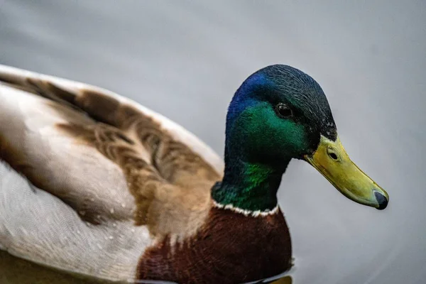一只绿野鸭在池塘里游泳的特写镜头 — 图库照片