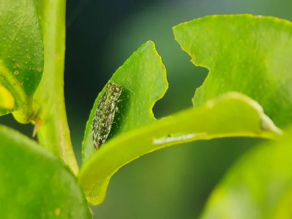 绿叶上的翡翠粉虫 农家石灰虫 的宏观照片 — 图库照片