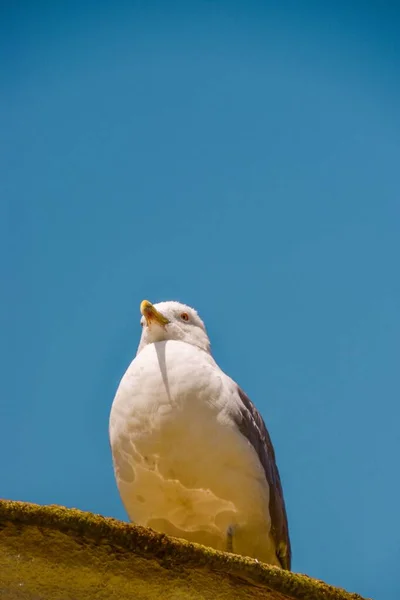 Het Verticale Lage Hoek Uitzicht Van Een Geel Benige Meeuw — Stockfoto