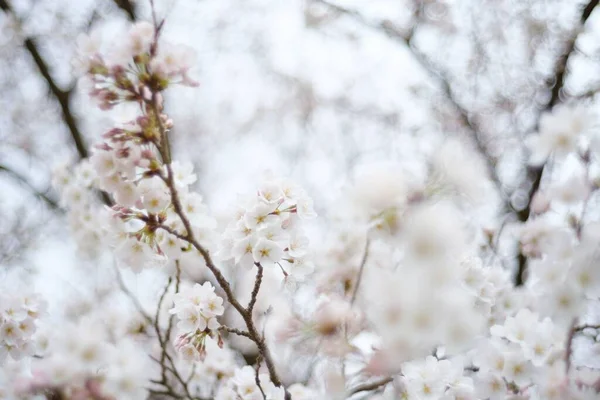 一张樱花枝的特写照片 上面挂满了美丽的白花 — 图库照片