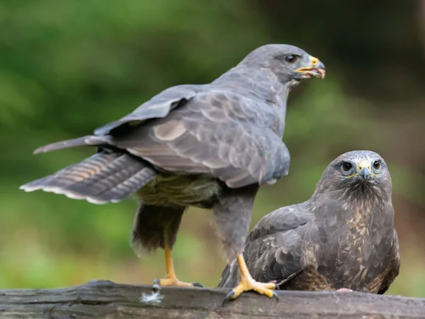 Egy Közeli Felvétel Gyönyörű Útszéli Hawkes Vagy Rupornis Magnirostris — Stock Fotó