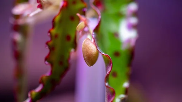 Imagem Macro Seletiva Planta Begonia Amphioxus Colorida Crescendo Sob Luz — Fotografia de Stock