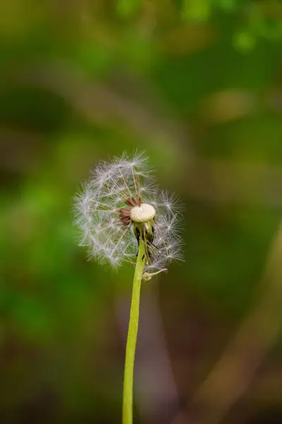 Bir Karahindibanın Dikey Yakın Çekimi Taraxacum — Stok fotoğraf