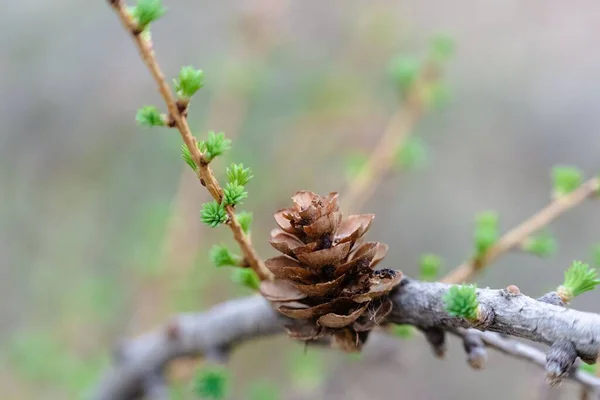 Detailní Záběr Malého Pineconu Větvi — Stock fotografie