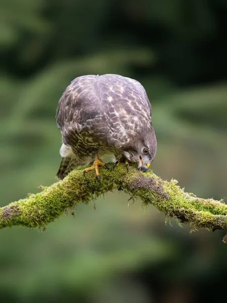 Vertikální Detailní Záběr Krásné Silniční Jestřáb Nebo Rupornis Magnirostris Větvi — Stock fotografie