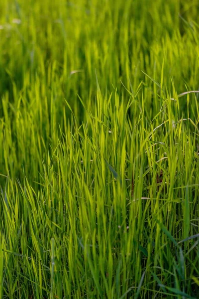 Een Verticaal Close Shot Van Vers Groen Gras — Stockfoto