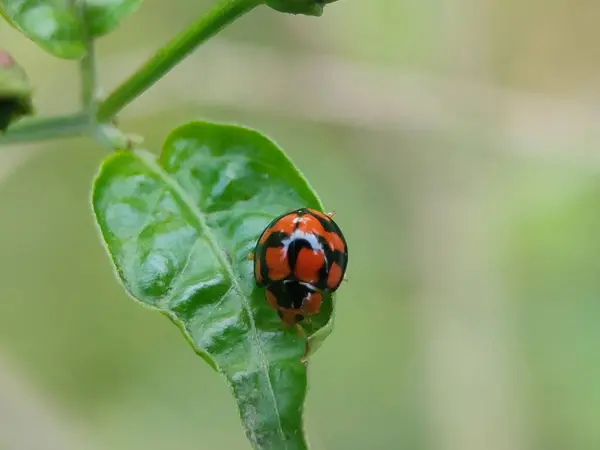 Yeşil Yapraklı Bir Uğur Böceğinin Makro Görüntüsü — Stok fotoğraf