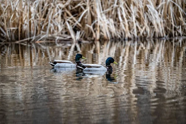 在河里游泳的两只鸭子的美丽镜头 — 图库照片