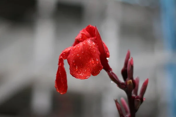 Selektywny Strzał Ostrości Więdnącego Czerwonego Kwiatu Hibiskusa Kroplami Rosy — Zdjęcie stockowe