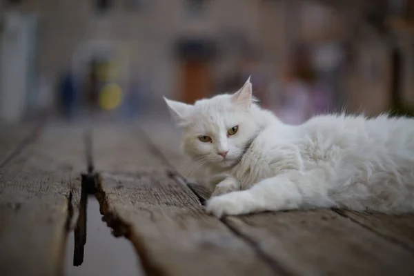 Vit Katt Som Ligger Träytan — Stockfoto