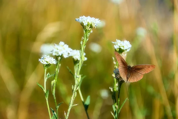 白色野花上一只褐色蝴蝶的特写镜头 — 图库照片