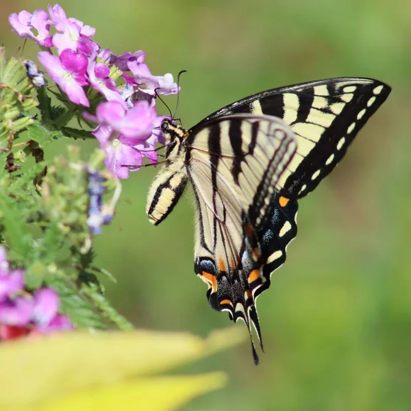 Primer Plano Una Gran Mariposa Cola Golondrina Una Flor — Foto de Stock