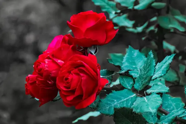 Eine Nahaufnahme Von Blühenden Leuchtend Roten Rosen Einem Strauch — Stockfoto