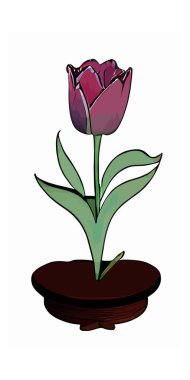 Beyaz dikey arkaplanda izole edilmiş mor bir lale çiçeği. Çiçek desenli tasarım.