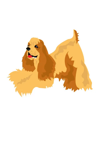 Een Vector Afbeelding Van Een Cocker Spaniel Hond — Stockvector