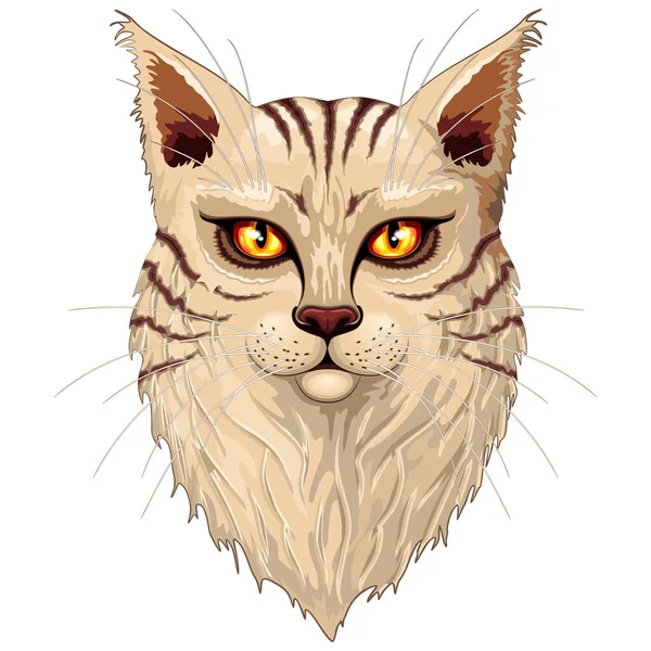 Portret Cat Main Coon Wielkimi Pomarańczowymi Oczami Oryginalna Grafika Wektorowa — Wektor stockowy