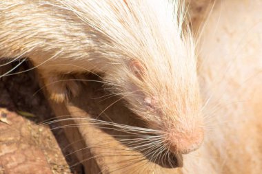 Beyaz bir Hystrix 'in yakın plan çekimi.