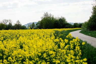 Bulutlu bir günde sarı kolza tohumu tarlasında bir yol