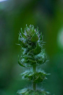 Bulanık arkaplana karşı yeşil bir bitkinin dikey makrosu