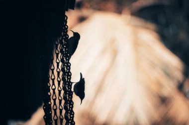 Bulanık arka planda metal zincirlere tünemiş iki küçük kuşun silueti.