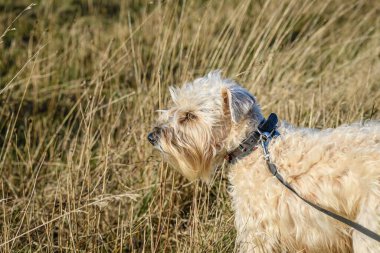 Yumuşak kaplamalı Buğday Teriyeri 'nin yakın çekimi yaz çimlerinin yanında duruyor.