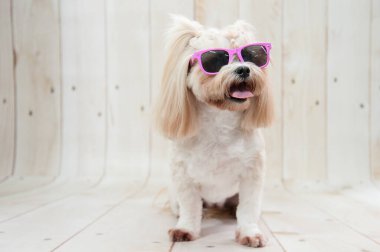 Pembe güneş gözlüklü Shih Tzu köpeğinin şirin bir fotoğrafı.