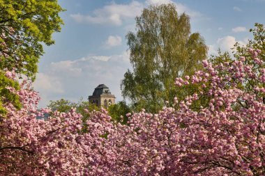 Parkta çiçek açan kiraz ağaçları