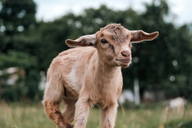 Arka planda bulanıklık olan sevimli bir bebeğin yakın çekimi.
