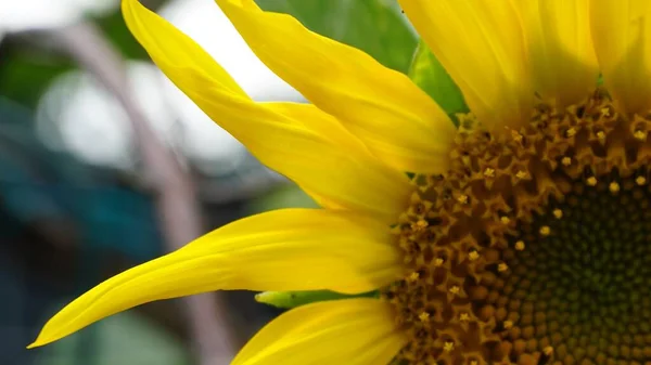 Nahaufnahme Eines Teils Einer Sonnenblume Helianthus Annuus — Stockfoto