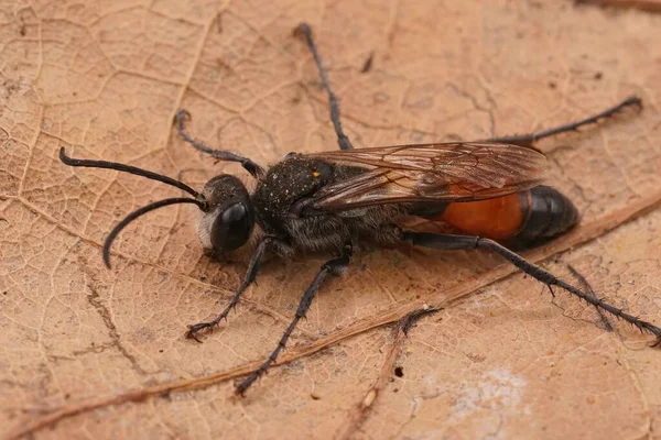 Detailed Closeup Black Red Golden Digger Wasp Sphex Funerarius Sitting — Stock Photo, Image