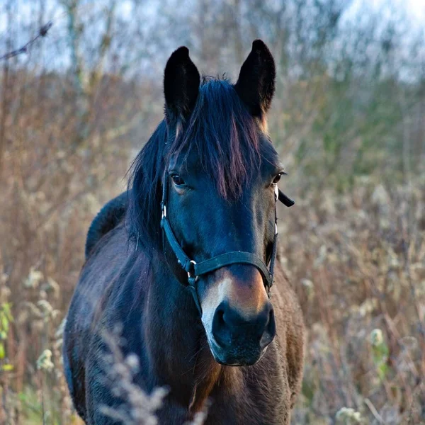 Pionowe Ujęcie Czarnego Konia Polu — Zdjęcie stockowe