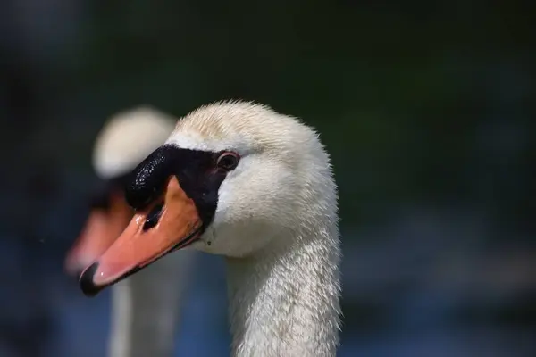 Close Cisne Mudo Com Bico Vermelho — Fotografia de Stock