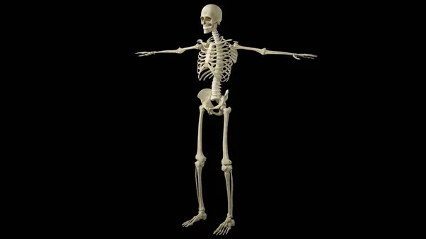 Eine Visualisierung Des Skeletts Eines Jungen Mannes — Stockfoto