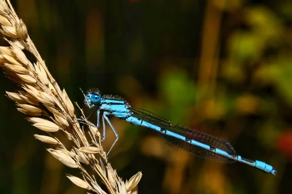 Een Uitzicht Een Kleine Toonhoogte Libel Natuurlijke Habitat — Stockfoto