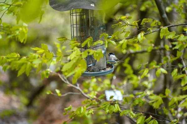 給餌装置の上に鳥のクローズアップショット — ストック写真